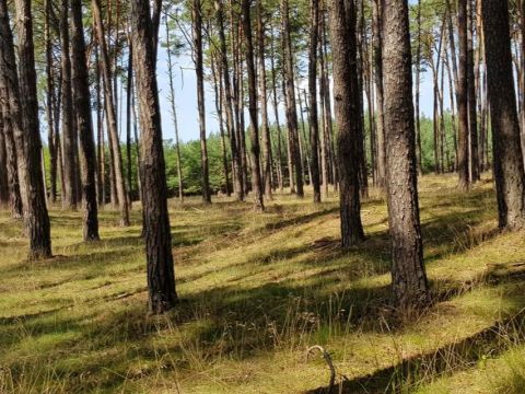 Borovicové lesy na Záhorí 