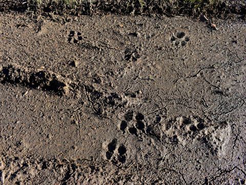 Vlčie stopy na lesnej ceste 