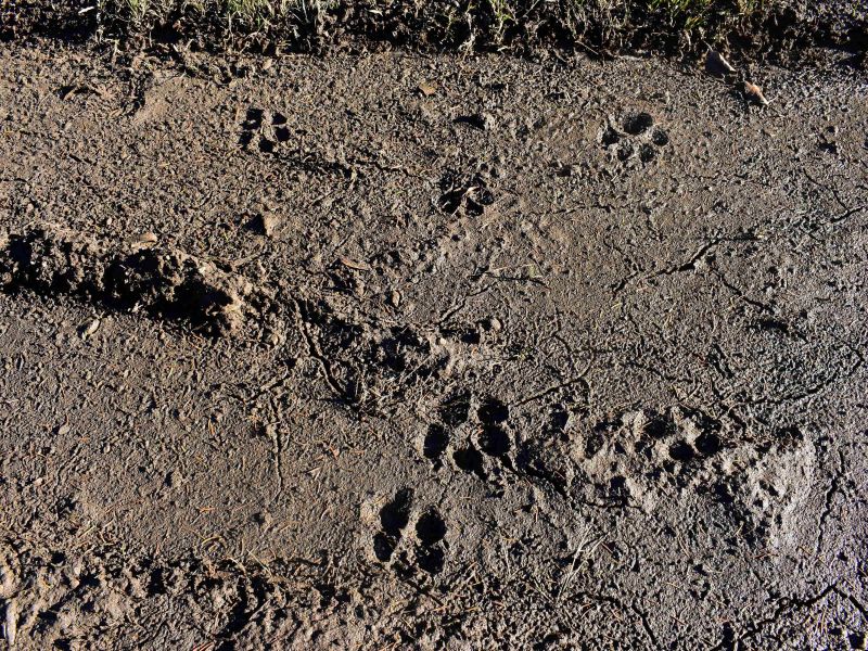 Vlčie stopy na lesnej ceste 