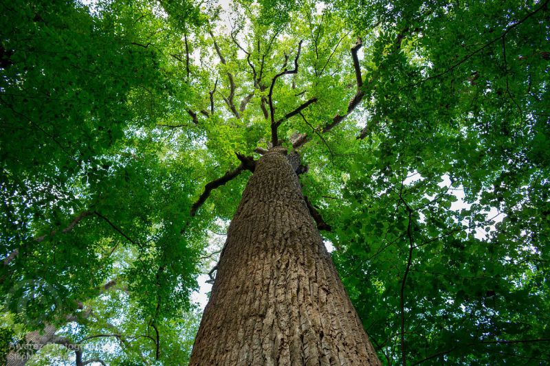 O pestovaní rýchlorastúcich drevín sa bude hovoriť v Nitre