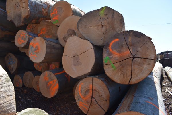 Bukov&aacute; guľatina pripraven&aacute; na spracovanie  