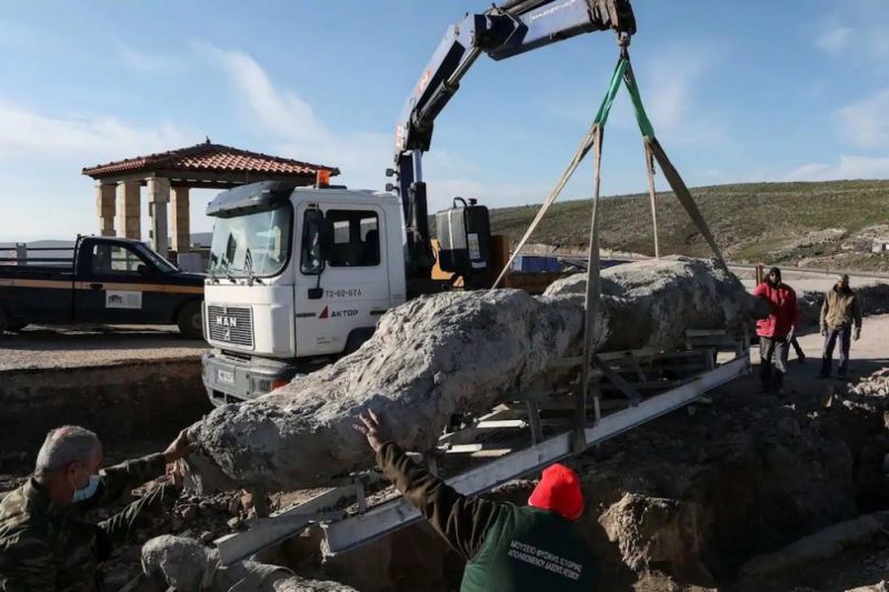 Fosília stromu starého cca 20 miliónov rokov 