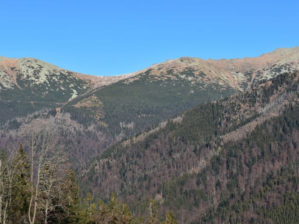 Lykožrútová kaamita v NAPANT.e