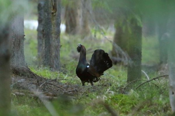 Tokaj&uacute;ci hluch&aacute;ň h&ocirc;rny