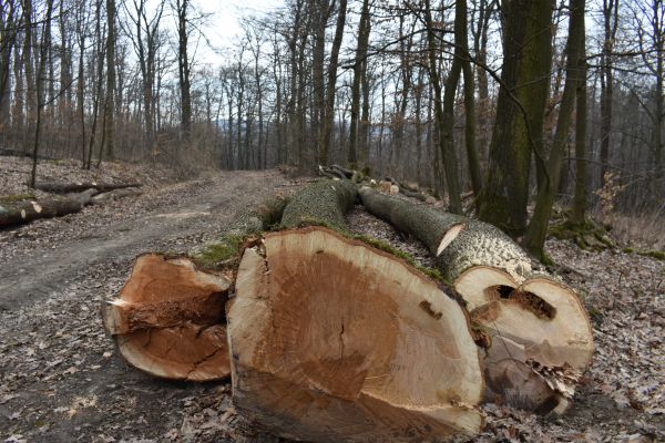 Ilustračn&eacute; foto Jozef Marko