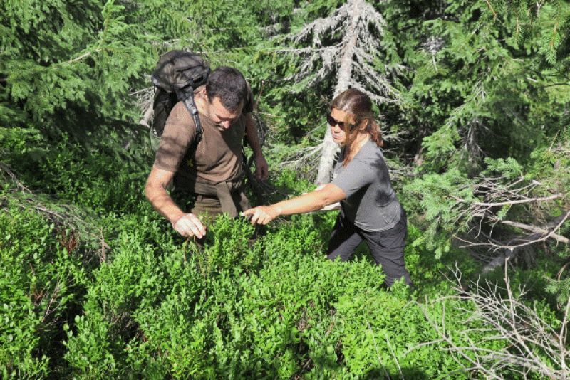 Pokalamitný výskum na jednej z výskumných plôch 