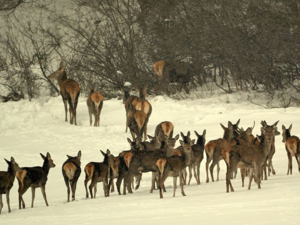 Zdroj: FB profil Ing. Jána Zamborského 