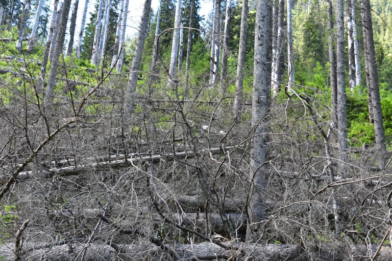 Výsledok lesníckej nečinnosti v dôsledku ochranárskeho zákazu 