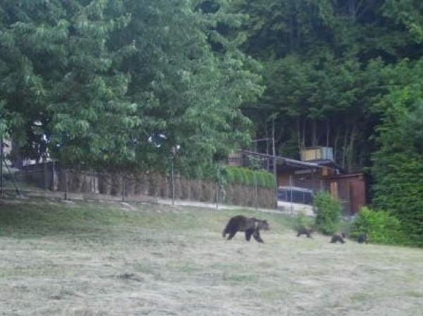 Zdroj: FB skupina Medvede na Slovensku 