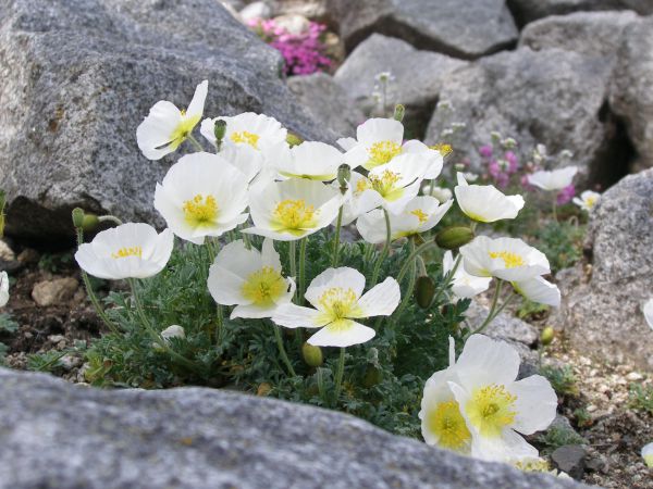 Do expoz&iacute;cie tatranskej pr&iacute;rody až na jar