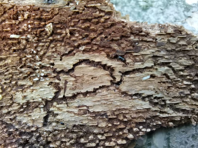 Požerok lykožrúta bukového 