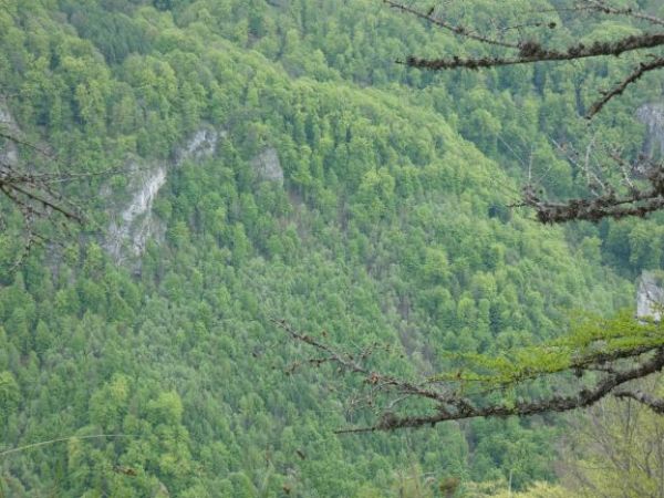 Zelen&yacute; les na suťovisku v Hrdzavej doline 