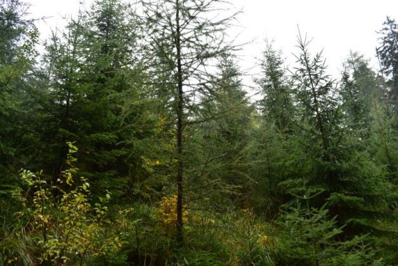 Aj mladý les je les