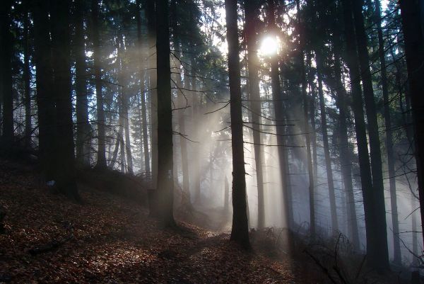 Ilustračné foto: Ing. Jaroslav Boško 