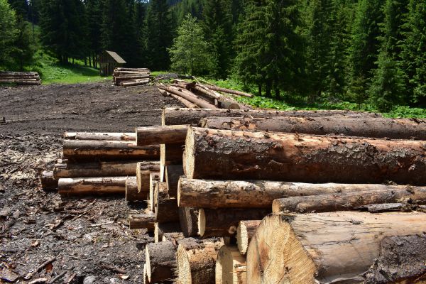 Vyťažen&eacute; kalamitn&eacute; drevo 