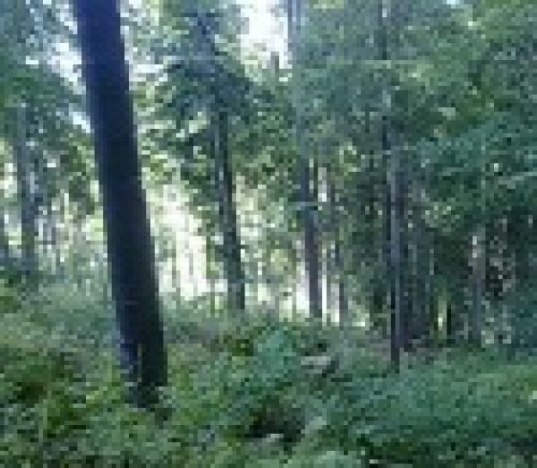 Po dvoch desaťročiach oživia lesopark