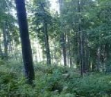 Po dvoch desaťročiach oživia lesopark