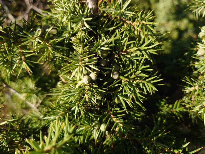 Ilustračné foto: archív Lesmedium.sk