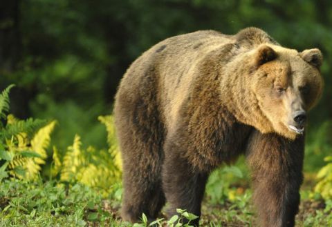 Medveď hnedý pod Poľanou 