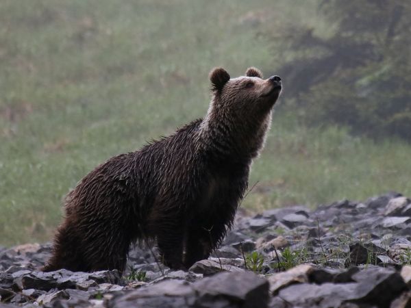 Ilustračné foto: Ing. Pavol Lenko 