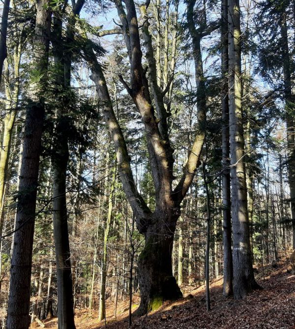 Vz&aacute;cny strom ponechan&yacute; v poraste