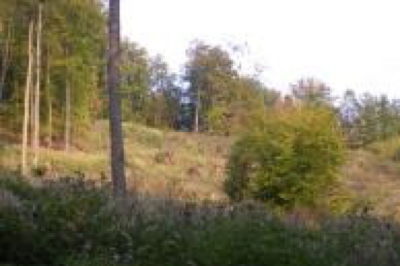 Klenotom Brezna sú mestské lesy