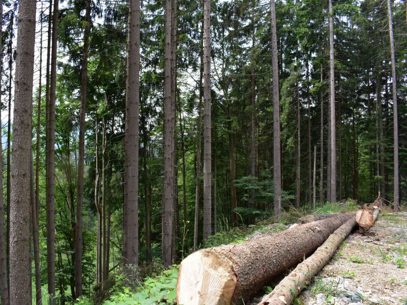 Ilustračn&eacute; foto: Jozef Marko 