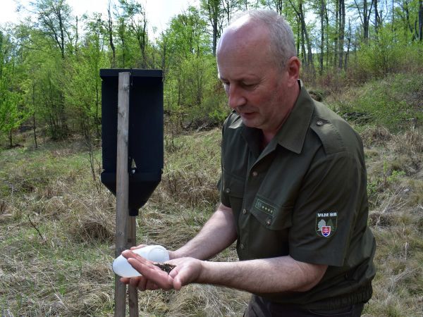 Ing. Štefan Rak pri lapači s odchytenými jedincami lykožrúta bukového 