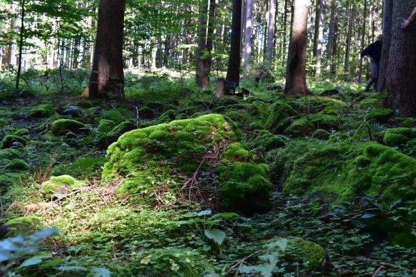 Ilustračn&eacute; foto Jozef Marko