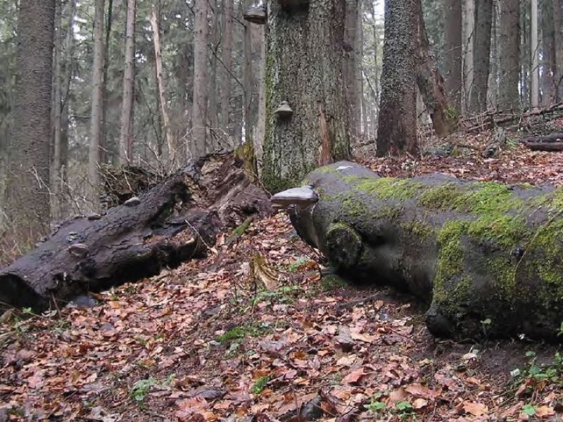 Zdroj: FB str&aacute;nka NLC  