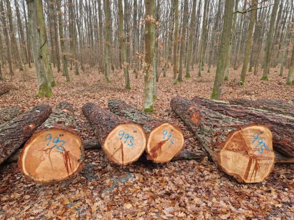 Zdroj: Internetová stránka Lesy ČR