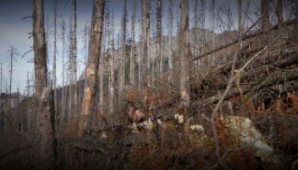 Aktu&aacute;lne probl&eacute;my v ochrane lesa