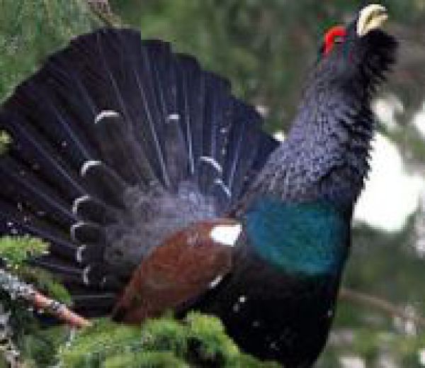 Vlastn&iacute;ci lesov sa ob&aacute;vaj&uacute; opatren&iacute; na ochranu hluch&aacute;ňov