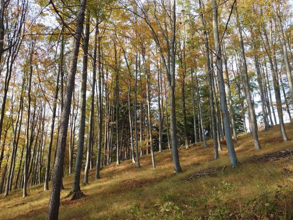 Ilustračné foto: archív Lesmedium.sk