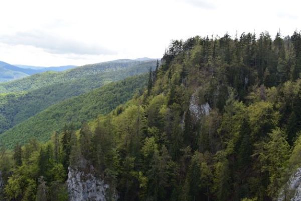 Ochrann&eacute; lesy na Mur&aacute;nskej planine 