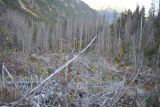 Podkôrniková kalamita, ktorú lesníci nemôžu spracovať v Bielovodskej doline