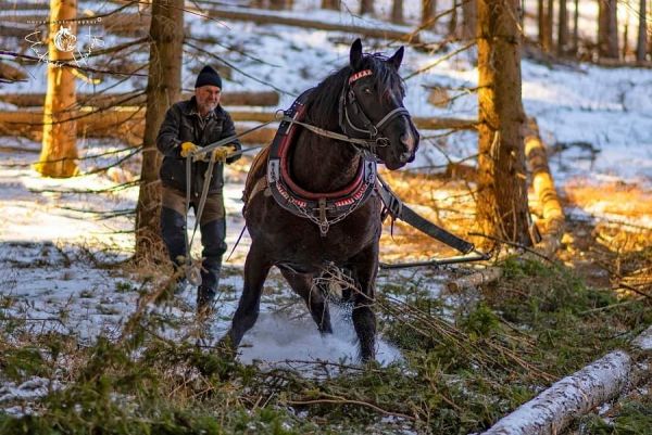 J&aacute;n Fabian pracuje v lese s norikmi mur&aacute;nskeho typu už takmer 30 rokov 