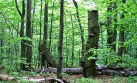 Vlastníci lesov navrhujú iný postup