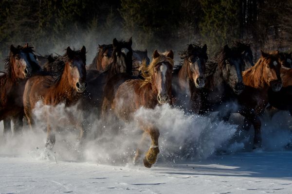 Ilustračn&eacute; foto: Eduard Genserek 