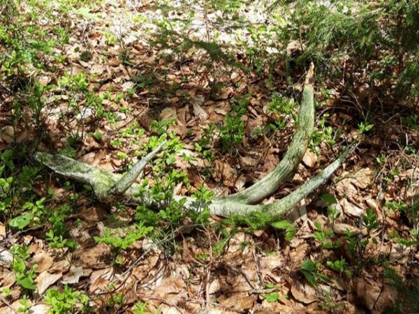 Ilustračné foto: Ing. Cyril Bábeľa ml. 