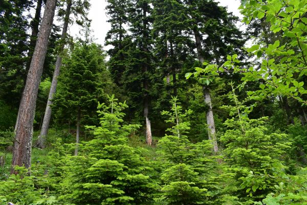 Ilustračn&eacute; foto: Jozef Marko 