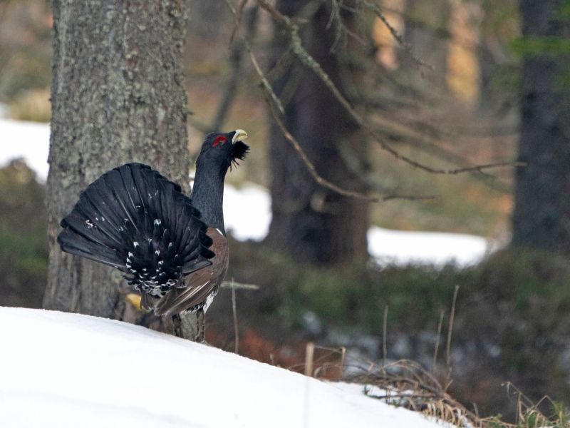 Hluch&aacute;ň h&ocirc;rny 
