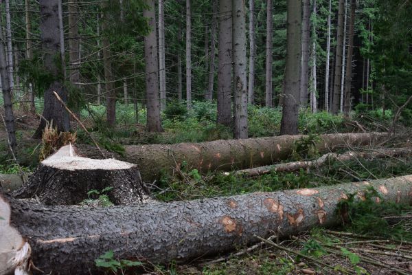 Ilustračn&eacute; foto Jozef Marko