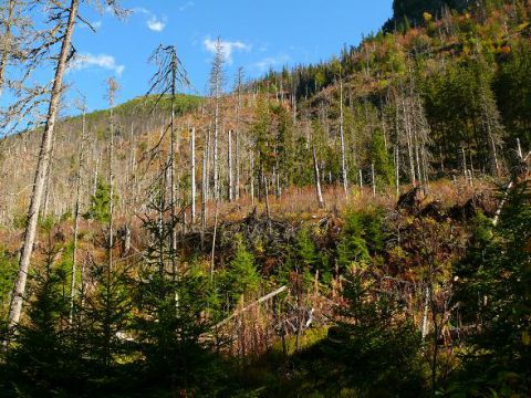 Vlk žiada, aby bolo 5 % &uacute;zemia Slovenska bezz&aacute;sahov&eacute;ho