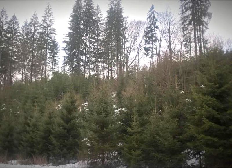 Ťažba rastie, ochranári nás za to kritizujú, ale mali by nás pochváliť