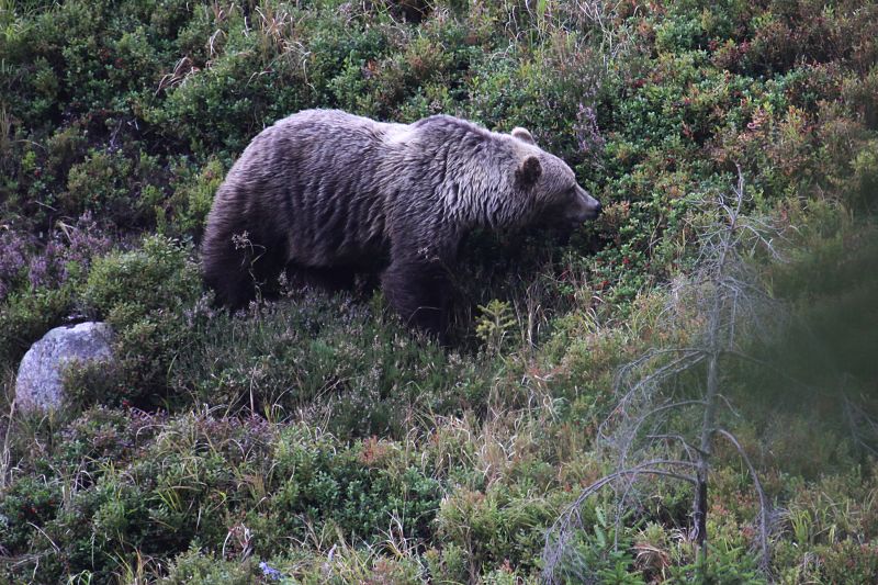 Ilustračné foto: Ing. Pavol Lenko 