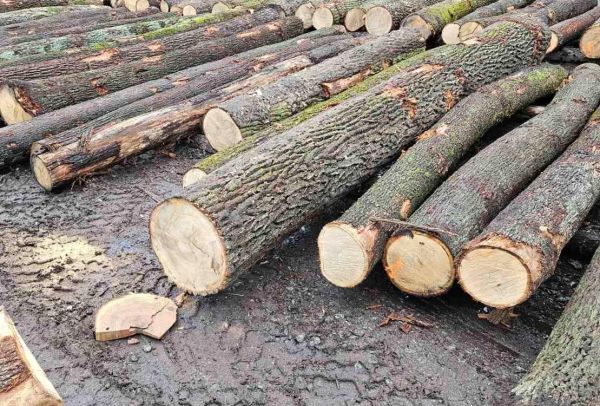 Ilustračné foto: archív Lesmedium.sk 