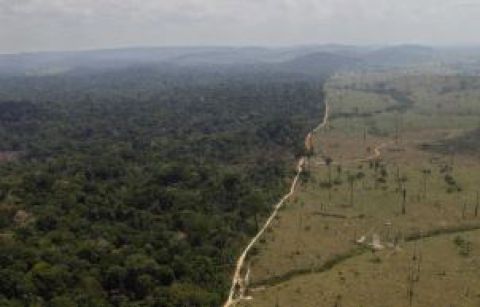 Svetové pralesy rýchlo miznú