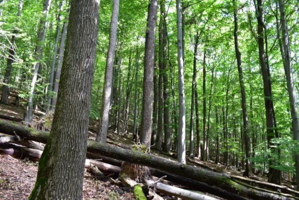 Ilustračn&eacute; foto Jozef Marko