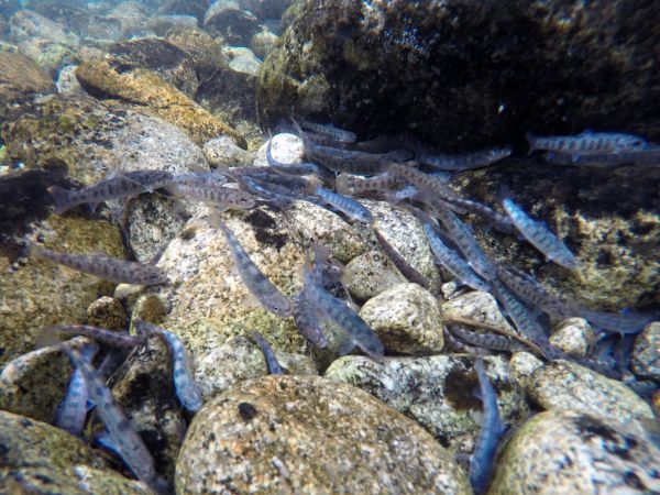 Lesn&iacute;ci zarybňuj&uacute; tatransk&eacute; bystriny